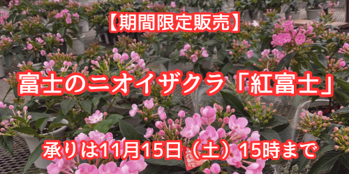 富士のニオイザクラ バナー画像