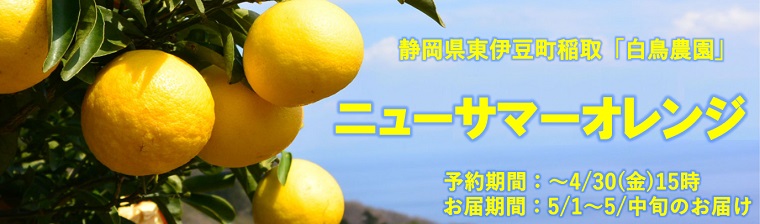 東伊豆「ニューサマーオレンジ」 バナー画像