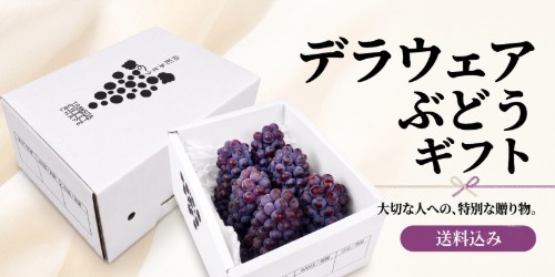 厳選！全国自慢の果物をお届けします【フルーツギフト】 バナー画像
