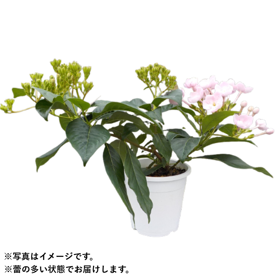 【JAふえふき　富士河口湖支所】　富士のニオイザクラ　「紅富士」 1鉢 商品サムネイル