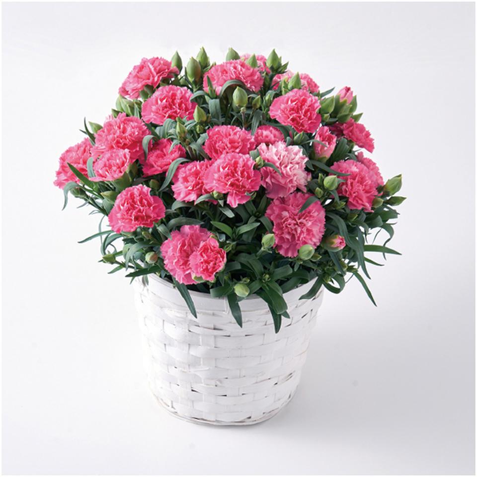 【母の日早得】ホシファームカーネーション&焦がしキャラメルがしみ込んだバーム4個 商品画像(3)