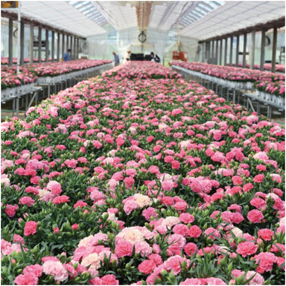 【母の日早得】ホシファームカーネーション&焦がしキャラメルがしみ込んだバーム4個 商品画像(6)