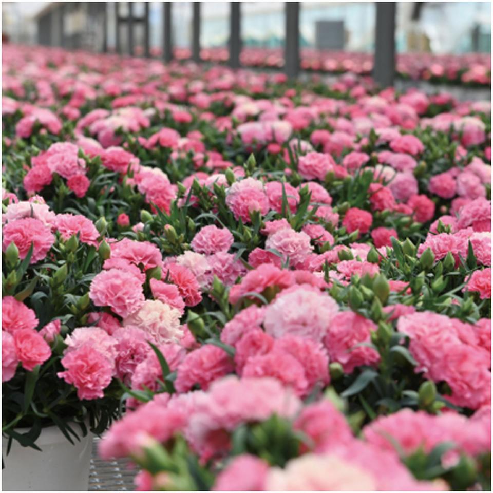 【母の日早得】ホシファームカーネーション&焦がしキャラメルがしみ込んだバーム4個 商品画像(7)