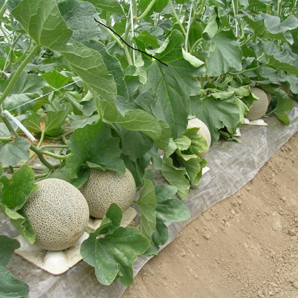 【フルーツギフト】【滋賀】草津メロン(タカミメロン 特秀)4Lサイズ 1個入り 商品画像(2)