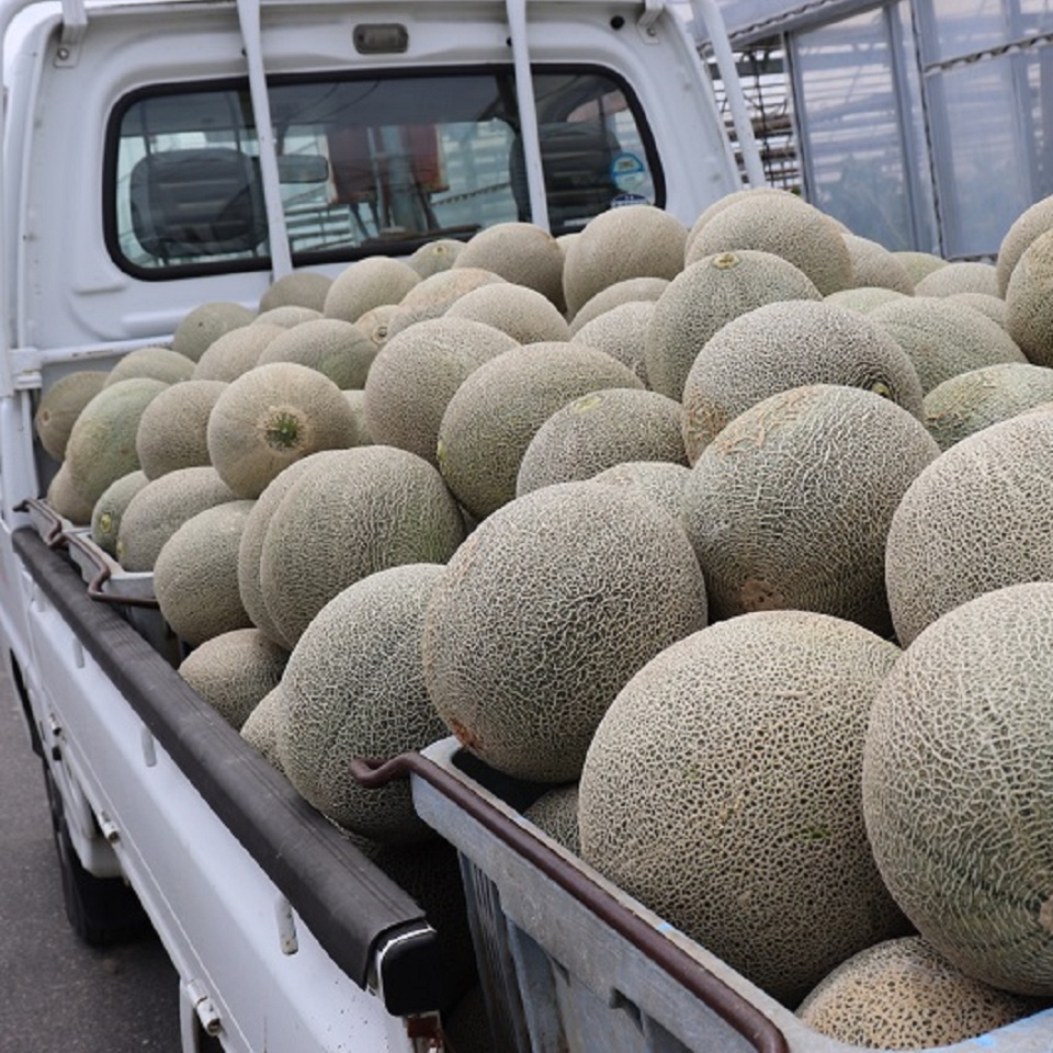【フルーツギフト】【滋賀】草津メロン(タカミメロン 特秀)4Lサイズ 1個入り 商品画像(3)