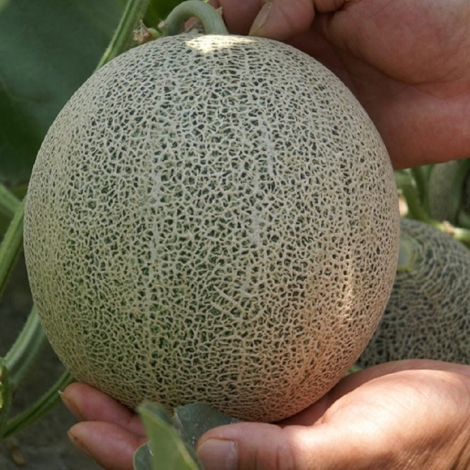 【フルーツギフト】【滋賀】草津メロン(タカミメロン 特秀)4Lサイズ 2個入り 商品画像(2)