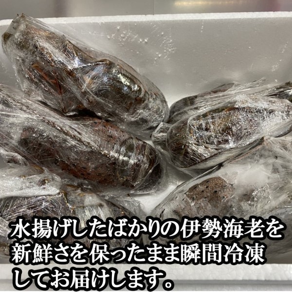 【伊勢志摩産直市場】伊勢志摩産 冷凍伊勢海老 3匹~5匹 (1000g入り)<お刺身用> 商品画像(1)