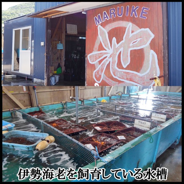 【伊勢志摩産直市場】伊勢志摩産 冷凍伊勢海老 3匹~5匹 (1000g入り)<お刺身用> 商品画像(2)