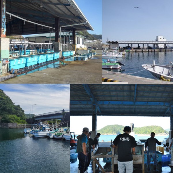 【伊勢志摩産直市場】伊勢志摩産 冷凍伊勢海老 3匹~5匹 (1000g入り)<お刺身用> 商品画像(4)