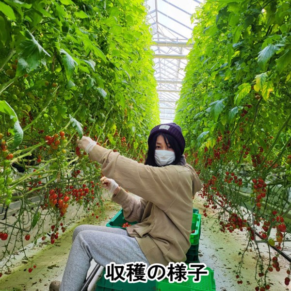 【ご予約は6/21(日)まで】あまりこ(高糖度ミニトマト)約2kg 箱 商品画像(5)