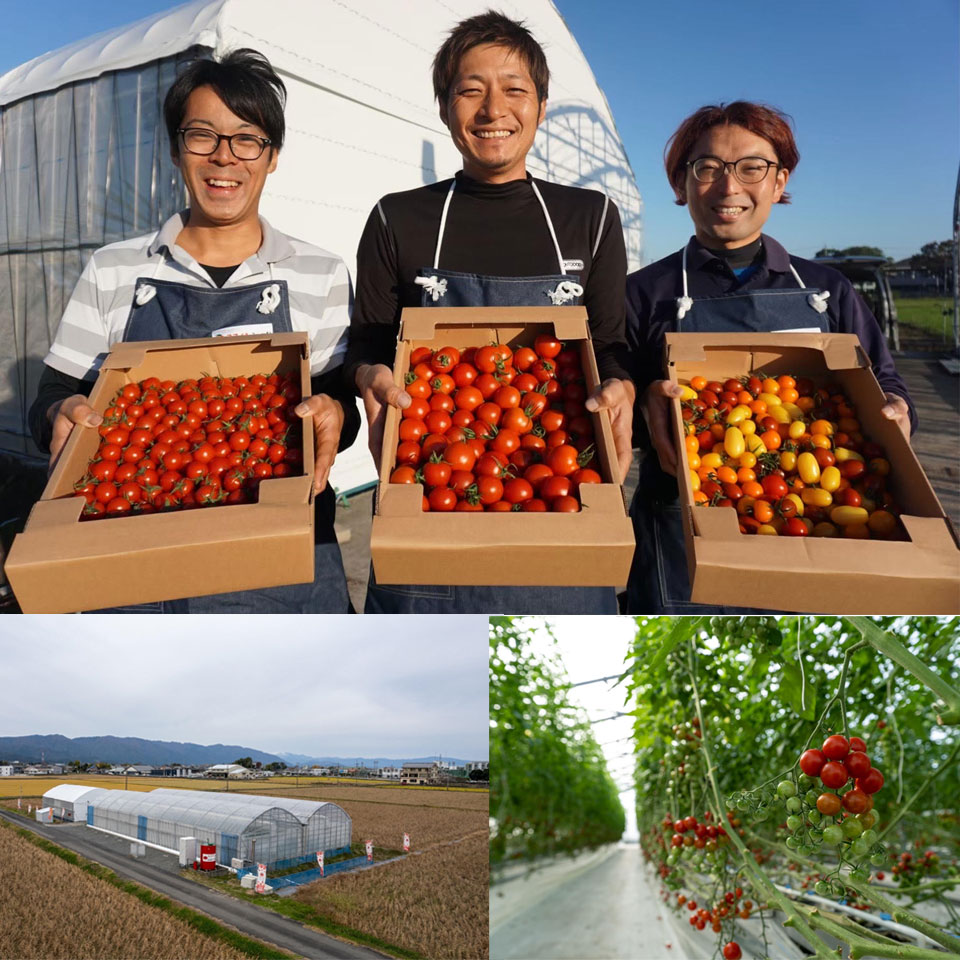 【岐阜海津】【 スマイルふぁーむ】フルティカ(ミディトマト) 840g 商品画像(2)