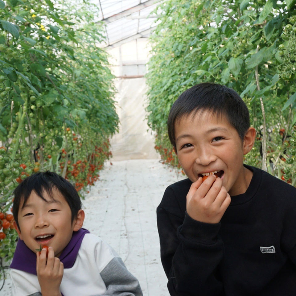 【岐阜海津】【 スマイルふぁーむ】フルティカ(ミディトマト) 840g 商品画像(3)