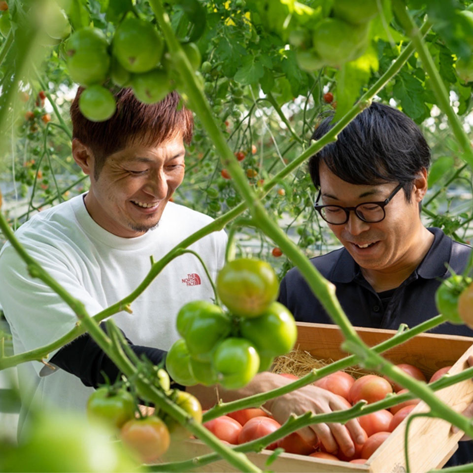 【岐阜海津】【 スマイルふぁーむ】フルティカ(ミディトマト) 840g 商品画像(4)