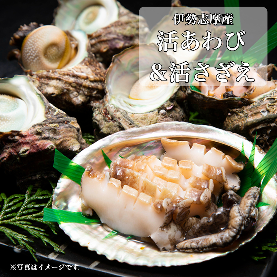 【南伊勢町 丸池】伊勢志摩産 活あわび&活さざえ Bセット(活あわび 6個、活さざえ 10~12個) 商品画像(1)