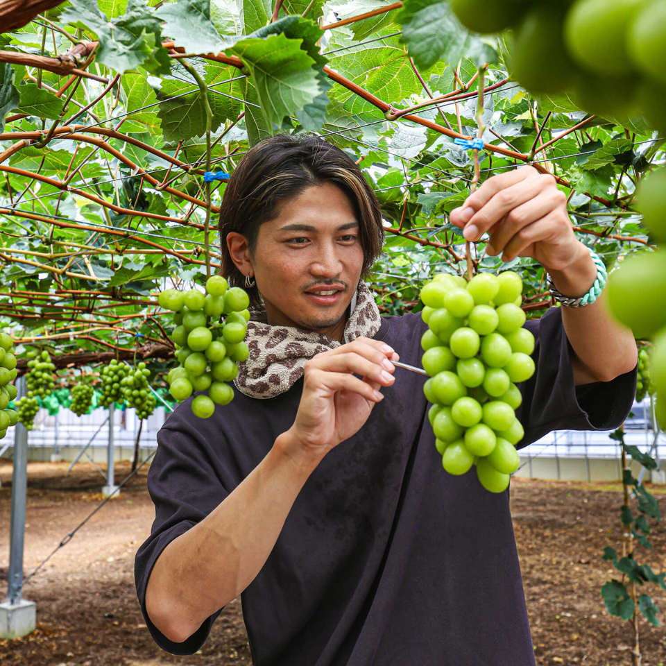 ご注文は8/14まで【フルーツギフト】【静岡浜松都田】オカノグレープガーデンさんのぶどう(シャインマスカット)2房入り化粧箱 商品画像(3)