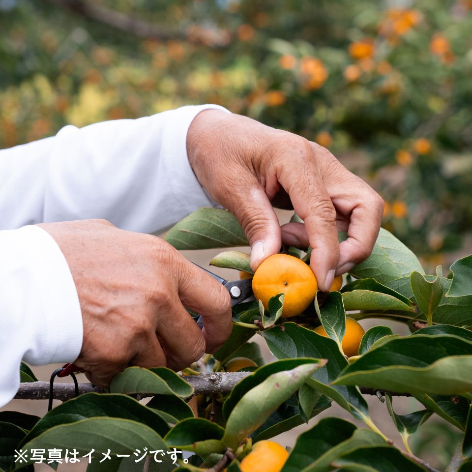 【岐阜 Umai Japan】うま杉のミニ柿 250g (2パック) 商品画像(6)