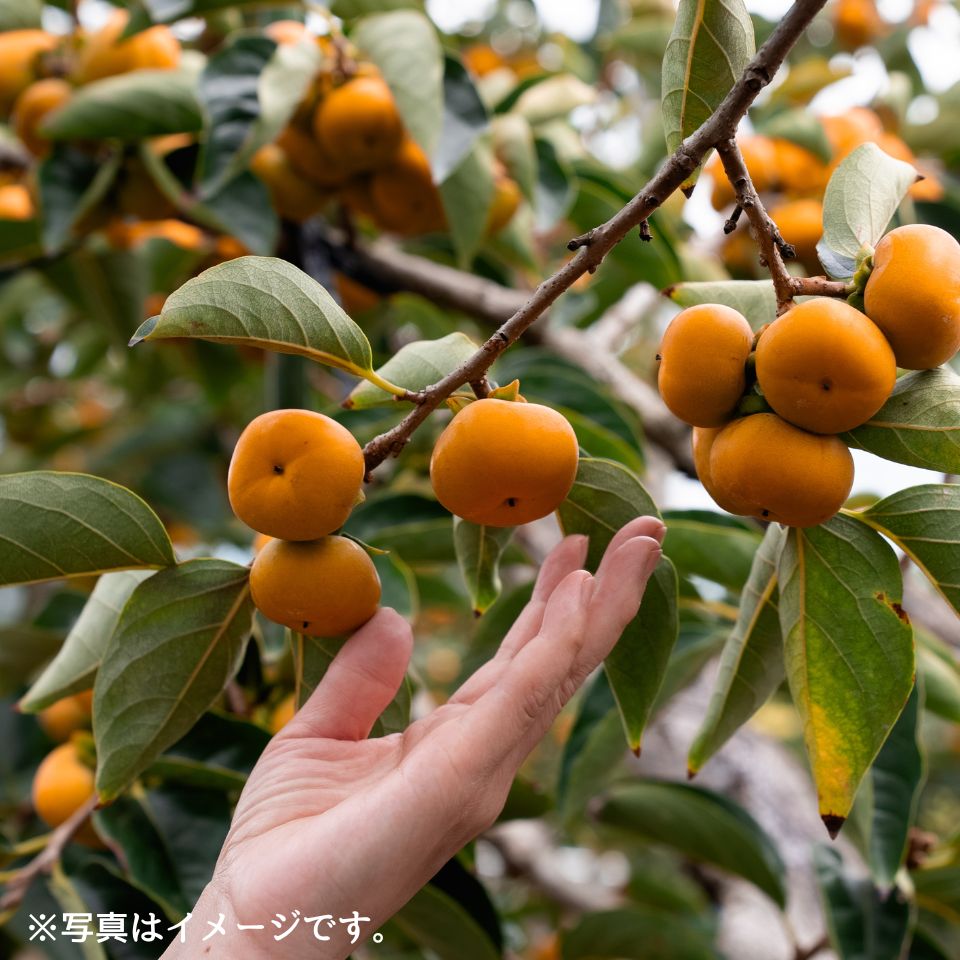 【岐阜 Umai Japan】うま杉のミニ柿 250g (8パック) 商品画像(7)