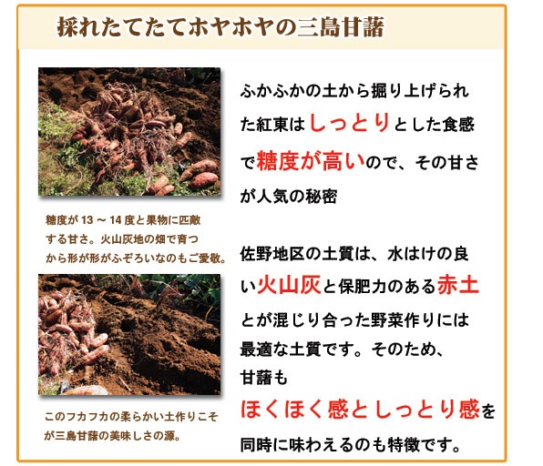 【静岡熱海】【住吉屋】三島甘藷ポテト15個入 商品画像(6)