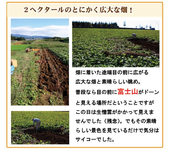 【静岡熱海】【住吉屋】三島甘藷ポテト15個入 商品画像(7)