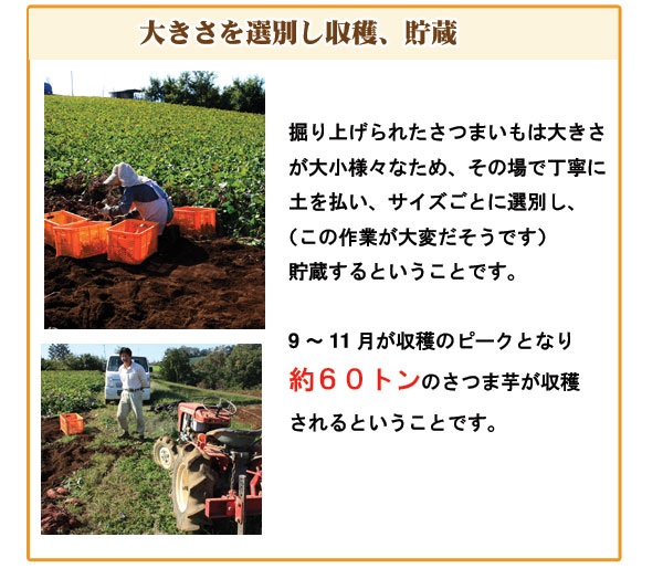 【静岡熱海】【住吉屋】三島甘藷ポテト15個入 商品画像(8)