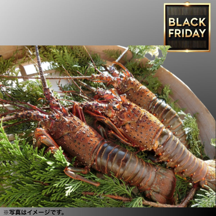 【BlackFriday】伊勢志摩産【活】伊勢海老 ２匹～３匹(500ｇ入)「送料無料」 商品サムネイル