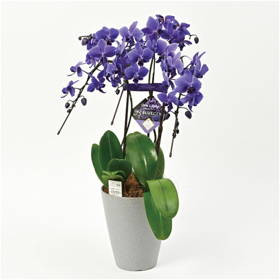 【母の日早得】石原産業胡蝶蘭「ＢＬＵＥ　ＧＥＮＥ（ブルージーン）」（ＳＵＳＴＥＥ付）３本立ち 商品サムネイル