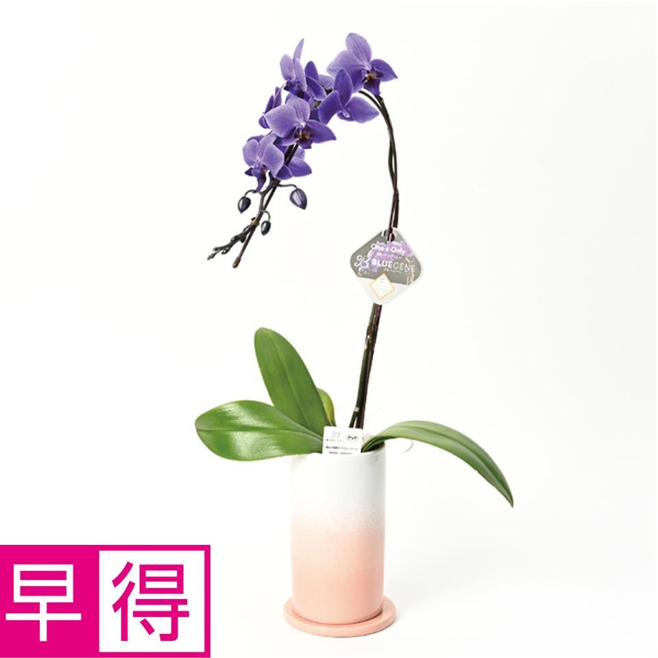 【母の日早得】石原産業胡蝶蘭「ＢＬＵＥ　ＧＥＮＥ（ブルージーン）」（ＳＵＳＴＥＥ付）１本立ち 商品サムネイル