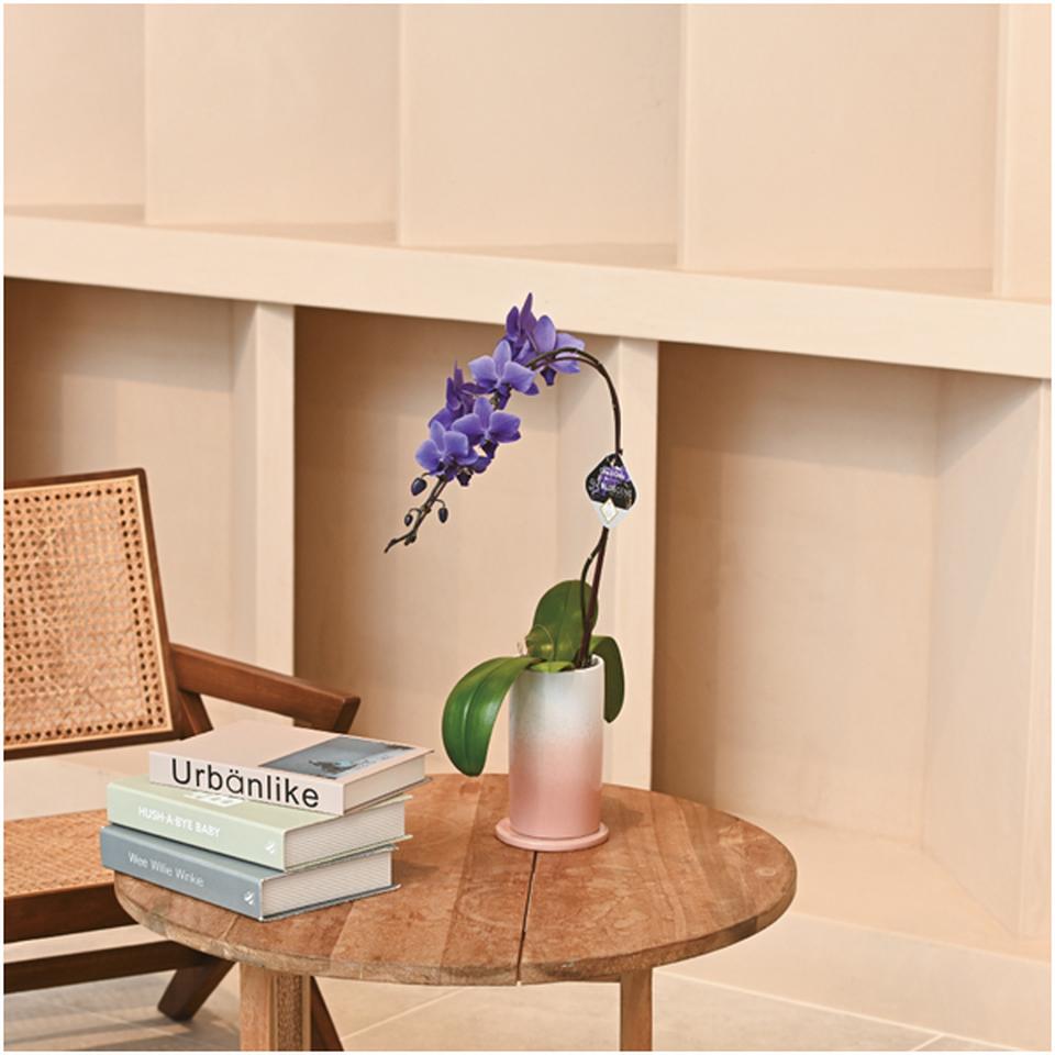 【母の日早得】石原産業胡蝶蘭「BLUE GENE(ブルージーン)」(SUSTEE付)1本立ち 商品画像(1)