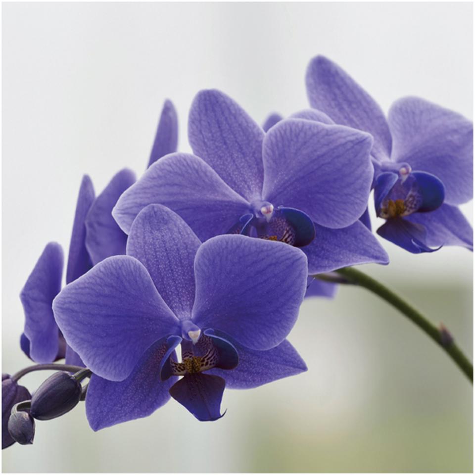 【母の日早得】石原産業胡蝶蘭「BLUE GENE(ブルージーン)」(SUSTEE付)1本立ち 商品画像(2)