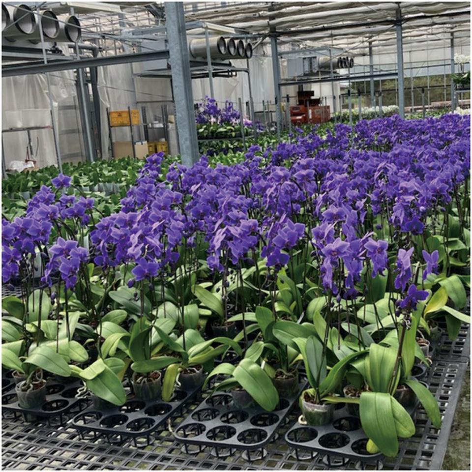 【母の日早得】石原産業胡蝶蘭「BLUE GENE(ブルージーン)」(SUSTEE付)1本立ち 商品画像(3)