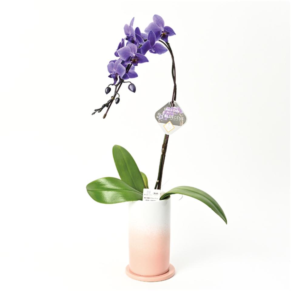 【母の日早得】石原産業胡蝶蘭「ＢＬＵＥ　ＧＥＮＥ（ブルージーン）」（ＳＵＳＴＥＥ付）１本立ち 商品サムネイル