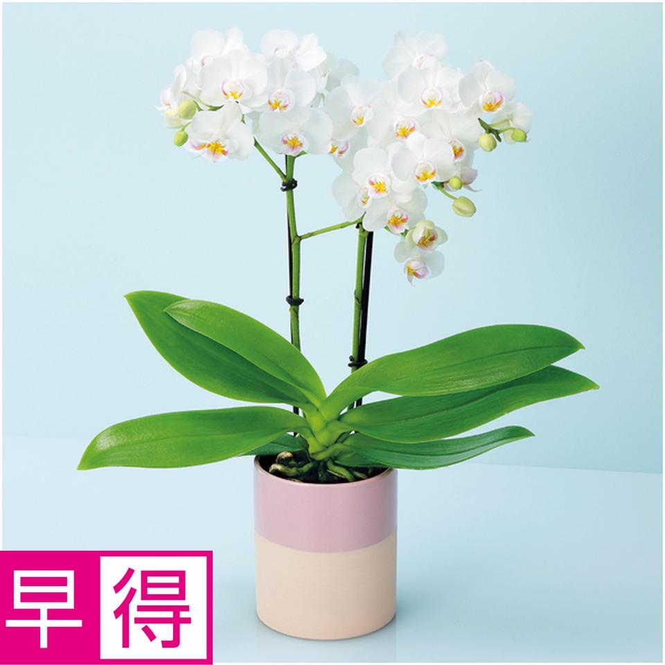 【母の日早得】椎名洋ラン園ミディ胡蝶蘭「小雪－ｋｏｙｕｋｉ－」２本立（ＳＵＳＴＥＥ付） 商品サムネイル