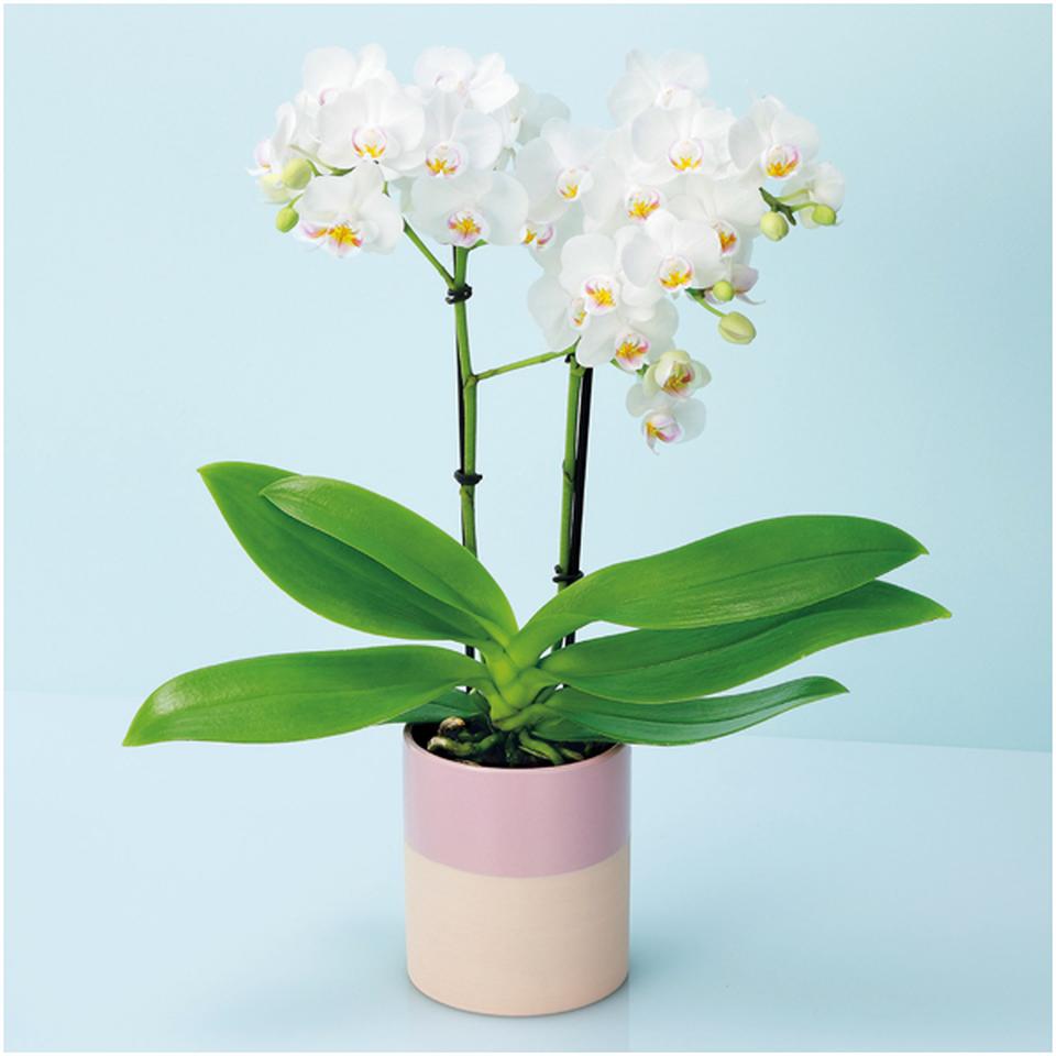 【母の日早得】椎名洋ラン園ミディ胡蝶蘭「小雪－ｋｏｙｕｋｉ－」２本立（ＳＵＳＴＥＥ付） 商品サムネイル