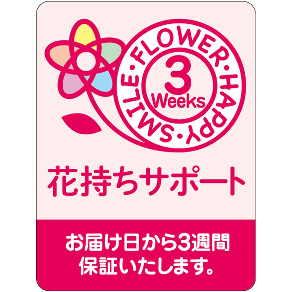 【母の日早得】椎名洋ラン園ミディ胡蝶蘭「小雪-koyuki-」2本立(SUSTEE付) 商品画像(2)