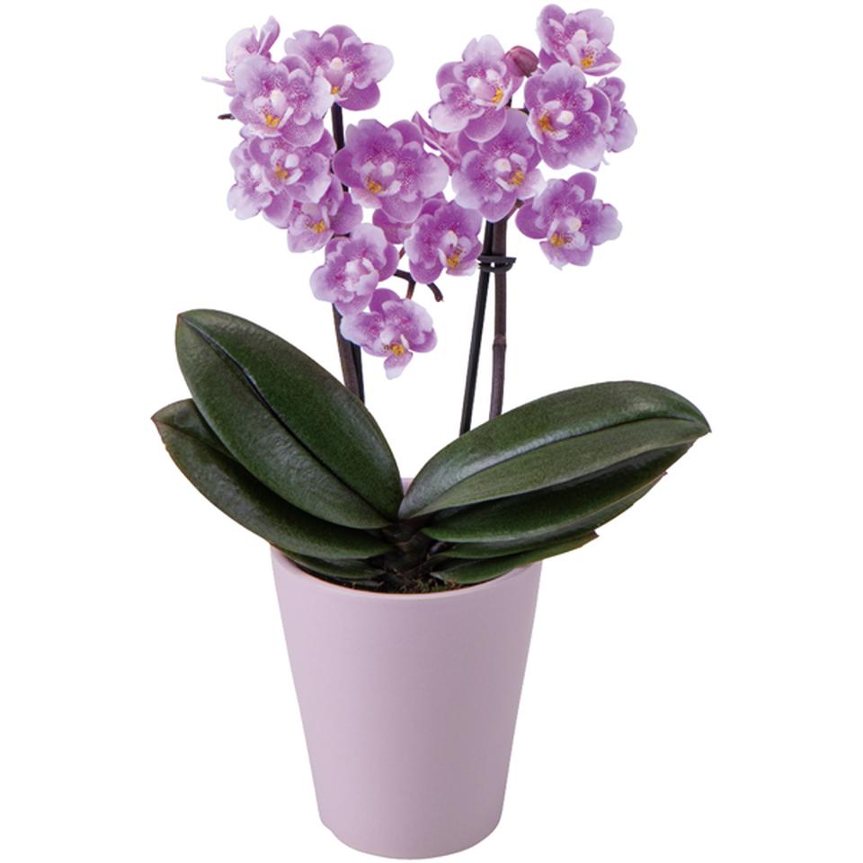 【母の日】椎名洋ラン園フリンジ咲きマイクロ胡蝶蘭「ダイヤモンドさくら」2本立(SUSTEE付) 商品画像(1)