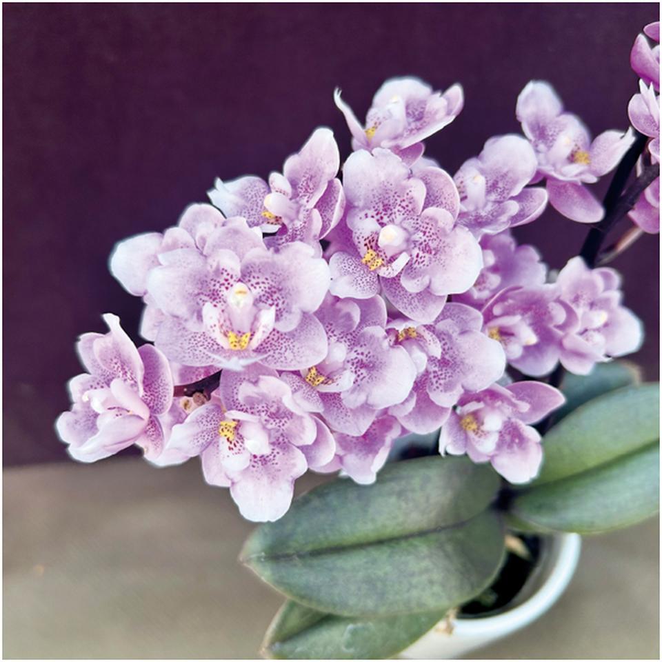 【母の日】椎名洋ラン園フリンジ咲きマイクロ胡蝶蘭「ダイヤモンドさくら」2本立(SUSTEE付) 商品画像(3)