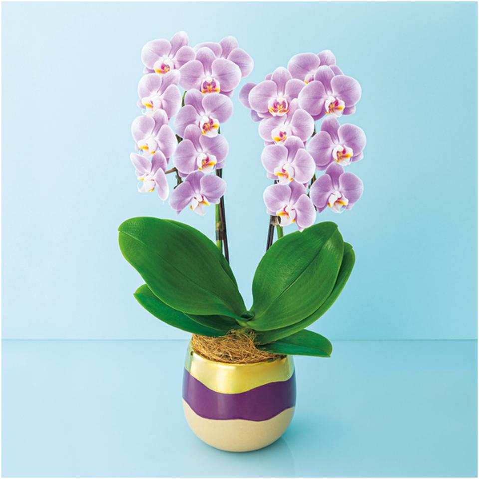 【母の日早得】椎名洋ラン園ミディ胡蝶蘭「エレガンス」２本立（ＳＵＳＴＥＥ付） 商品サムネイル