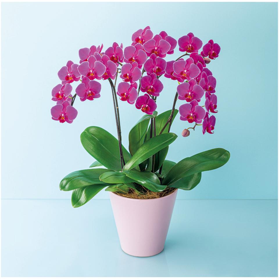 【母の日早得】椎名洋ラン園ミディ胡蝶蘭「フローラダイヤモンド」３本立（ＳＵＳＴＥＥ付） 商品サムネイル