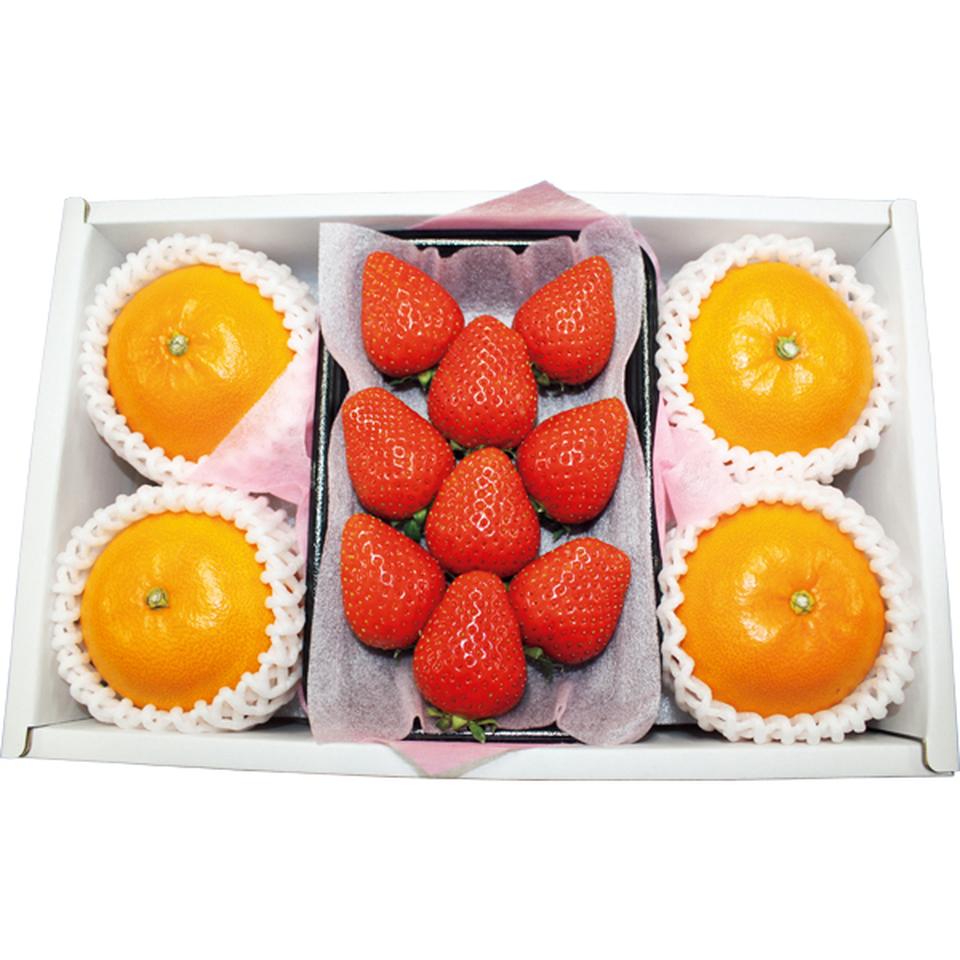 【お歳暮 ギフト】佐賀県又は長崎・愛媛県産 いちご・紅まどんな 商品サムネイル