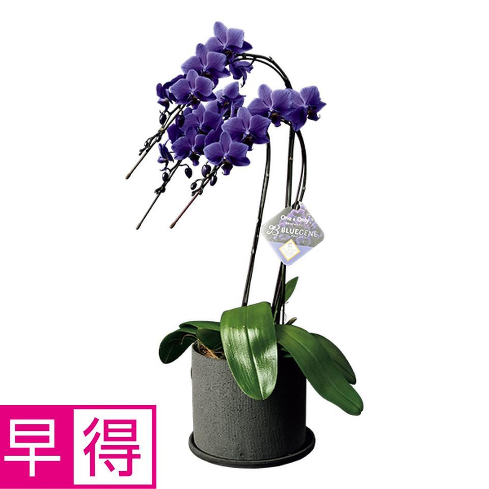 【お歳暮 ギフト早得】石原産業 胡蝶蘭「ＢＬＵＥ　ＧＥＮＥ（ブルージーン）」（ＳＵＳｔｅｅ付）３本立 商品サムネイル