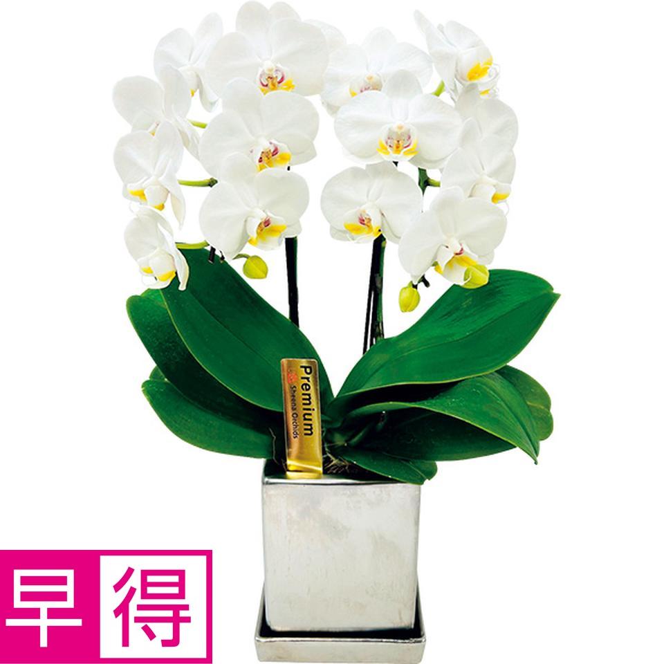 【夏の贈りもの早得】椎名洋ラン園　ミディ胡蝶蘭「エレガンス・ホワイト」２本立（ＳＵＳｔｅｅ付） 商品サムネイル