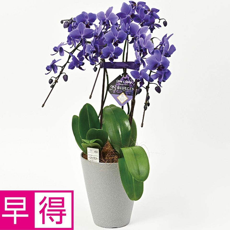 【夏の贈りもの早得】石原産業　胡蝶蘭「ＢＬＵＥ　ＧＥＮＥ（ブルージーン）」（ＳＵＳｔｅｅ付）３本立ち 商品サムネイル