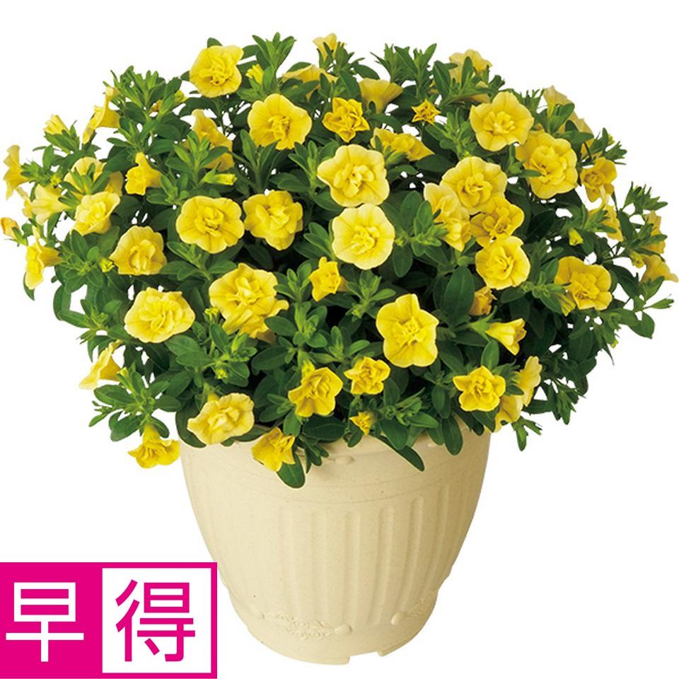 【夏の贈りもの早得】ジョルディ・カワムラ　カリブラコア「ティフォシーダブル」クリアイエロー（ＳＵＳｔｅｅ付） 商品サムネイル