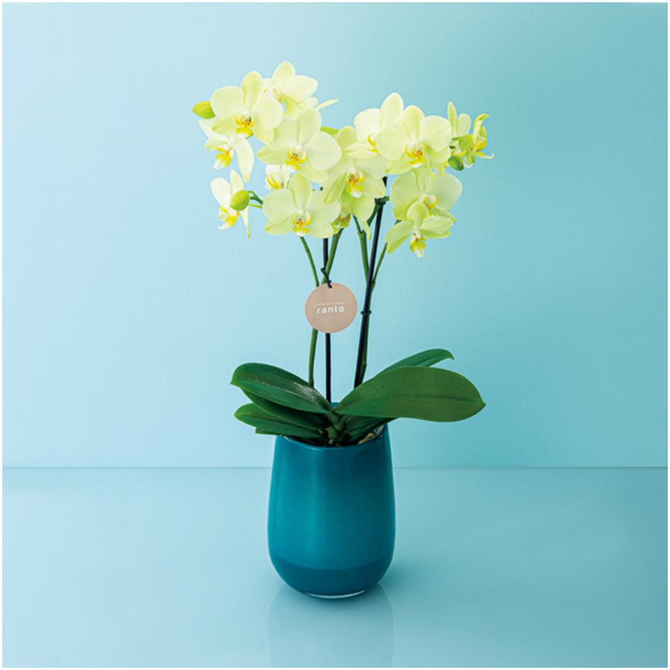 【母の日早得】ｒａｎｔｏミディ胡蝶蘭「カーリー」２本立ち 商品サムネイル