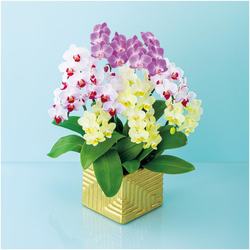 【母の日早得】リーフ胡蝶蘭１０本立ち（ＳＵＳＴＥＥ付） 商品サムネイル