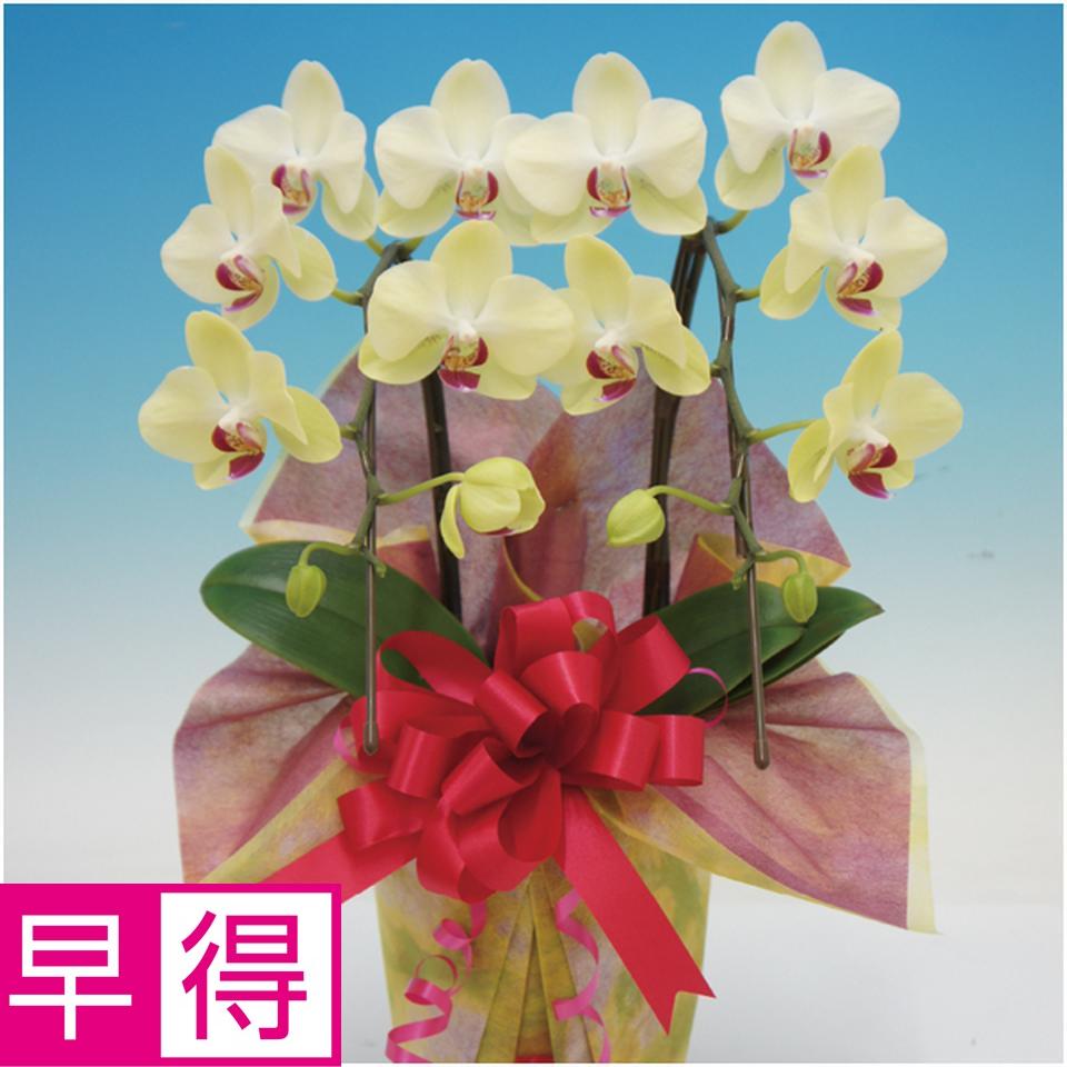 【母の日早得】マルイ洋蘭開発センター輪胡蝶蘭２本立ち「フォーチュンザルツマン」（ＳＵＳＴＥＥ付） 商品サムネイル