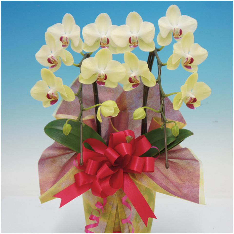 【母の日早得】マルイ洋蘭開発センター輪胡蝶蘭２本立ち「フォーチュンザルツマン」（ＳＵＳＴＥＥ付） 商品サムネイル