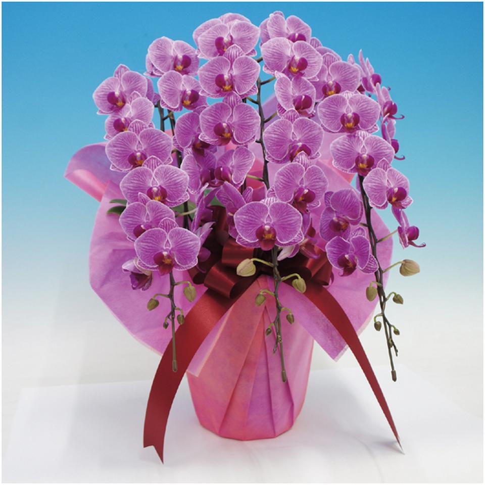 【母の日早得】マルイ洋蘭開発センター中輪胡蝶蘭３本立ち「リリーローズ」（ＳＵＳＴＥＥ付） 商品サムネイル