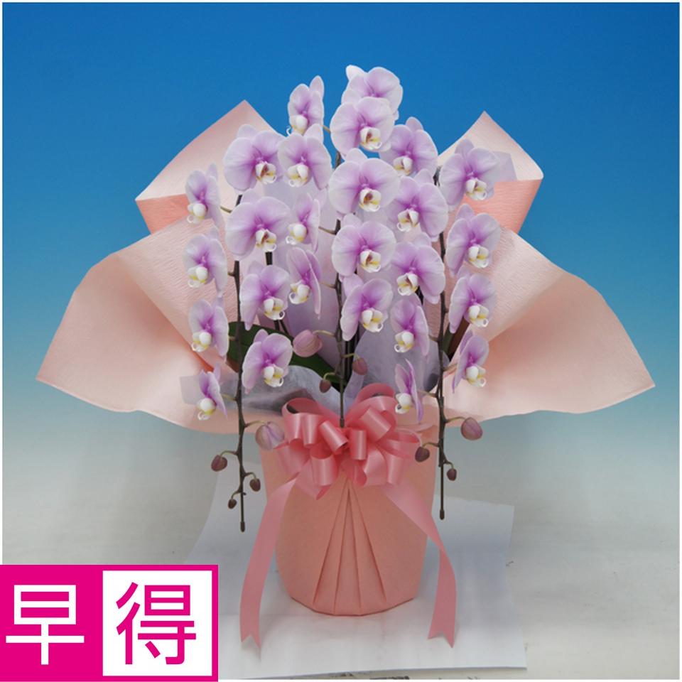 【母の日早得】マルイ洋蘭開発センター中大輪胡蝶蘭３本立ち「クララ」（ＳＵＳＴＥＥ付） 商品サムネイル