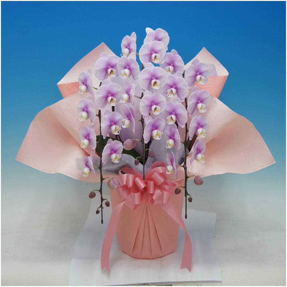 【母の日早得】マルイ洋蘭開発センター中大輪胡蝶蘭３本立ち「クララ」（ＳＵＳＴＥＥ付） 商品サムネイル